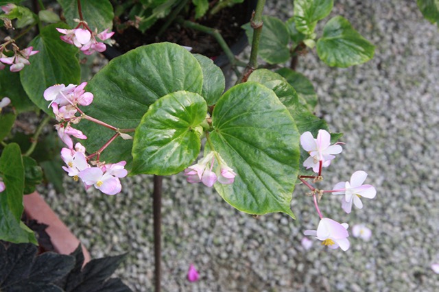 B. ‘Echo’